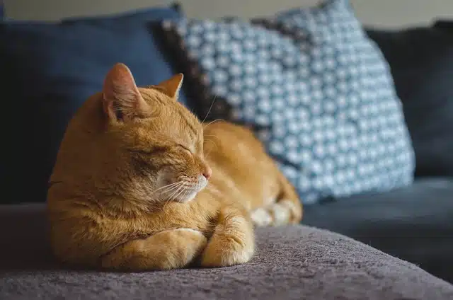 Comment louer un appartement à Paris avec son animal de compagnie ?