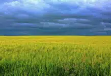 La chlorella bio : atouts santé et vertus au quotidien