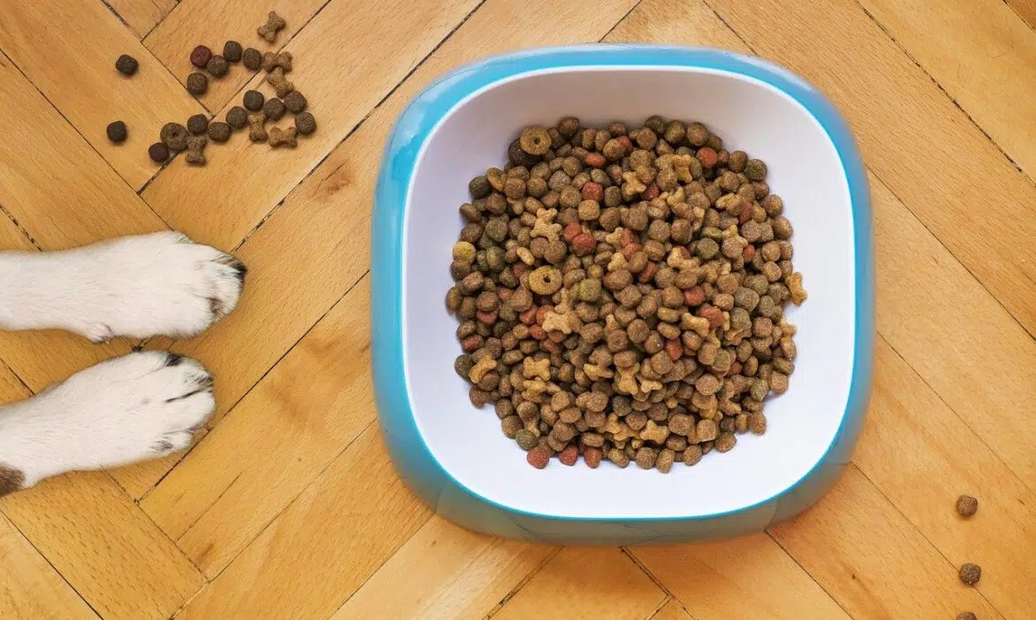 Croquettes pour chien : comment les choisir ?