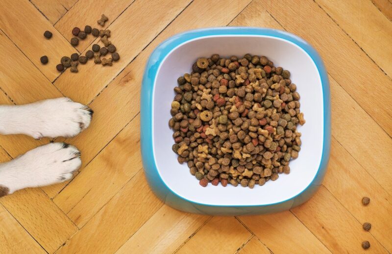 Croquettes pour chien : comment les choisir ?