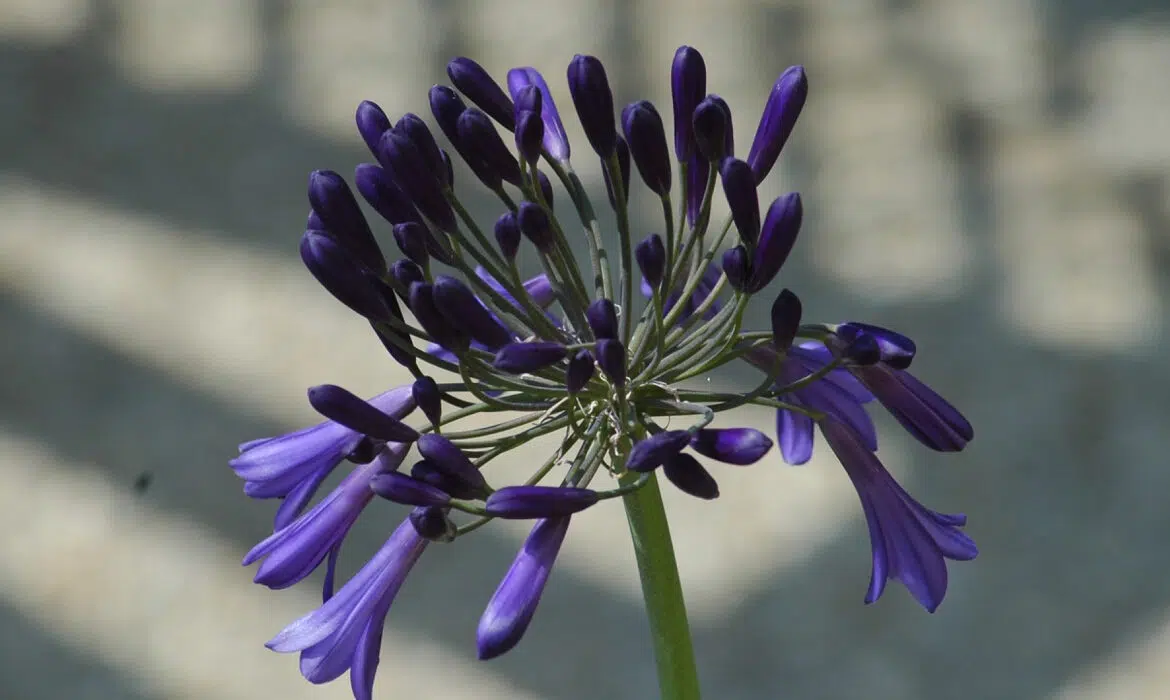 Comment bien planter des Agapanthes dans son jardin ?