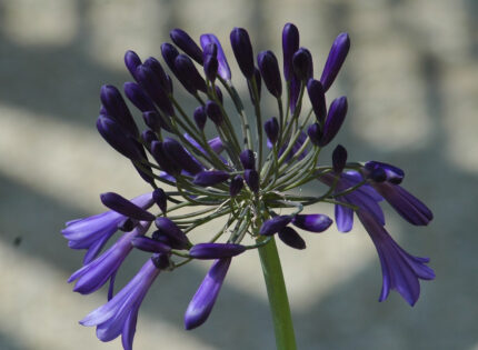 Comment bien planter des Agapanthes dans son jardin ?