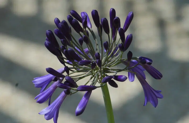 Comment bien planter des Agapanthes dans son jardin ?