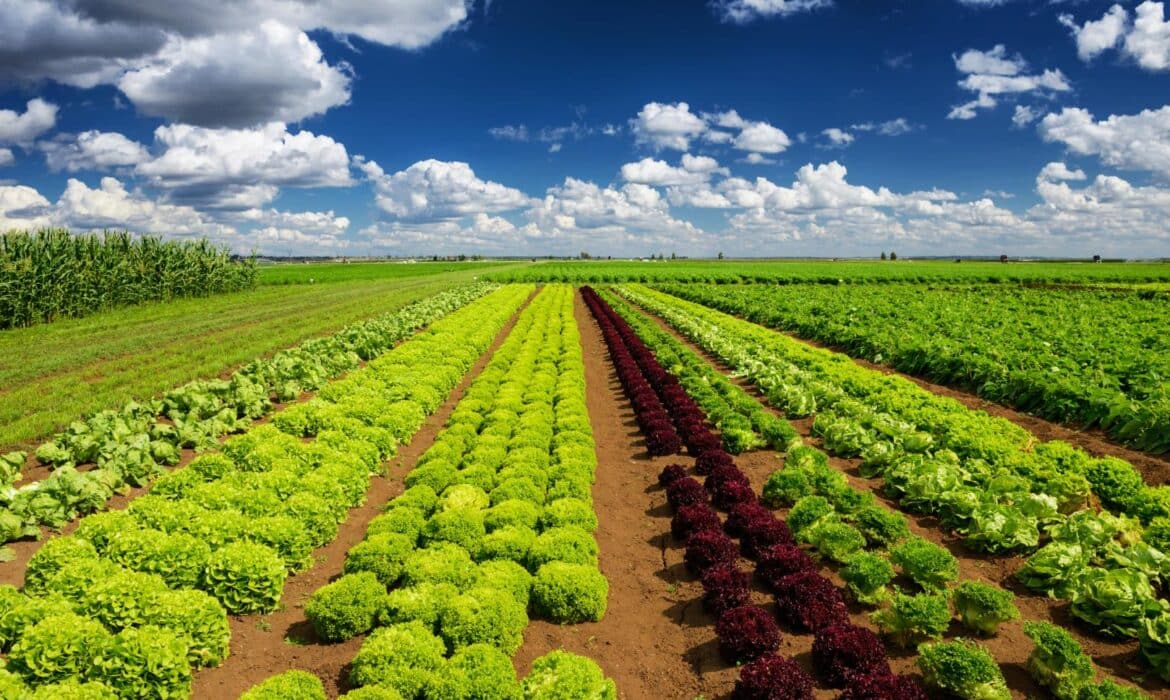 Biostimulants à action racinaire : des solutions pour gérer les facteurs limitants pédoclimatiques des cultures