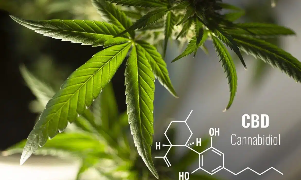 CBD, THC, CBG, CBDA : QUELS SONT LES CANNABINOÏDES ?