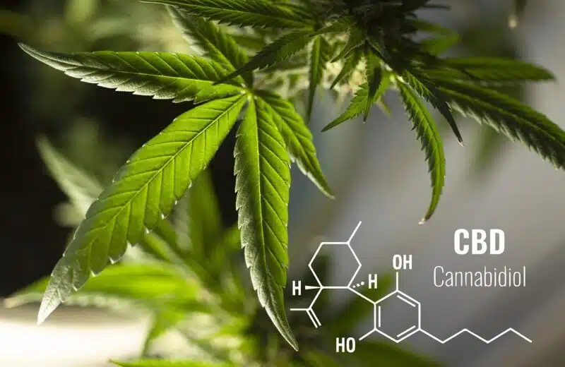 CBD, THC, CBG, CBDA : QUELS SONT LES CANNABINOÏDES ?