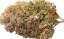 Comment faire pousser de la lemon haze ?