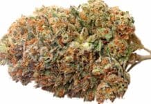 Comment faire pousser de la lemon haze ?