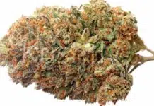 Comment faire pousser de la lemon haze ?