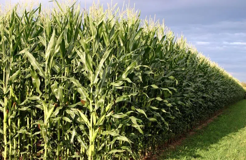 L’engrais Physiostart: un nouveau boom dans l’agriculture