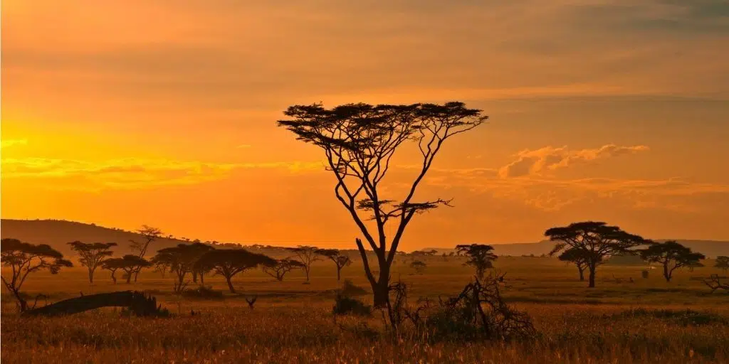 Partir en voyage en Afrique