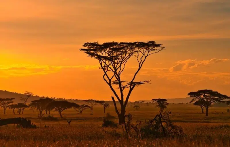 Partir en voyage en Afrique
