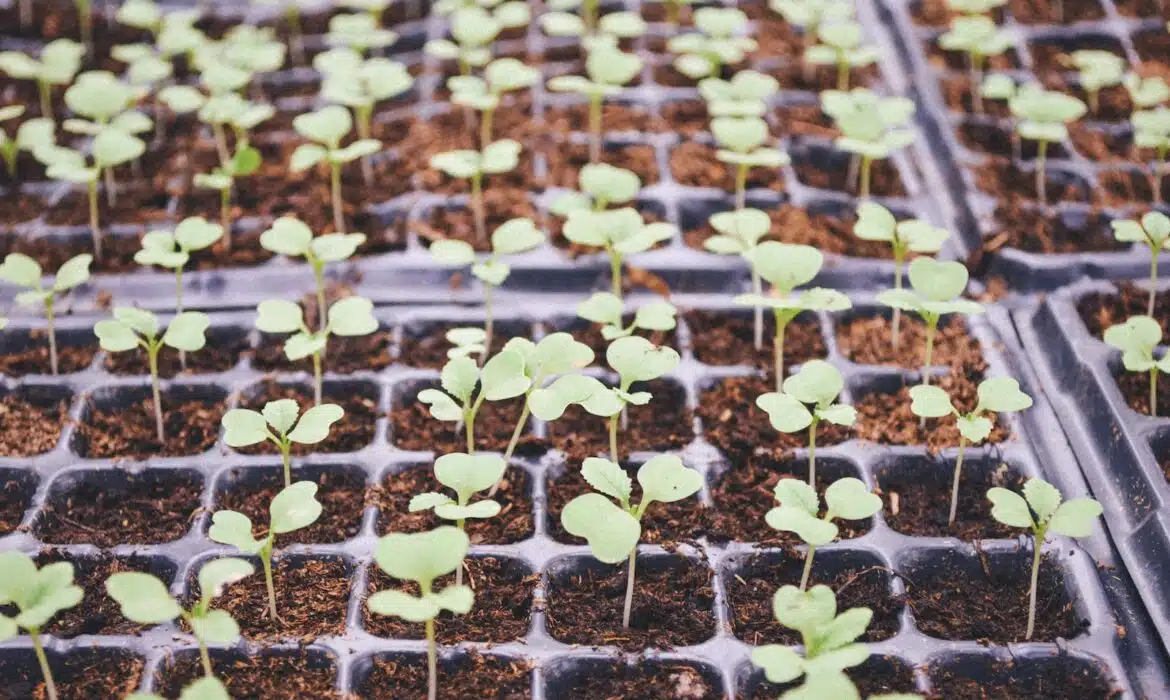 Guide complet pour semer et cultiver des haricots nains avec succès