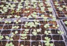 Guide complet pour semer et cultiver des haricots nains avec succès