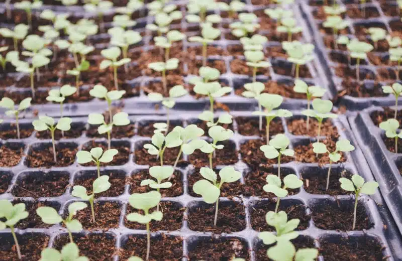 Guide complet pour semer et cultiver des haricots nains avec succès