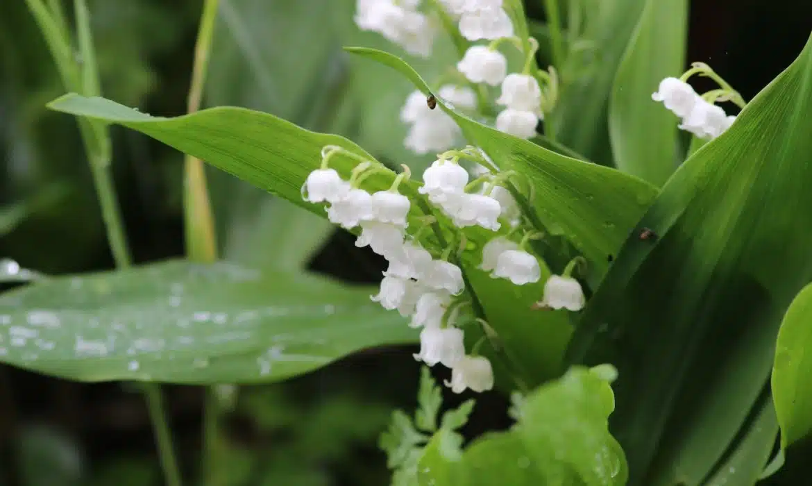 Découvrez les bienfaits du muguet sur la santé