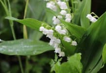 Découvrez les bienfaits du muguet sur la santé