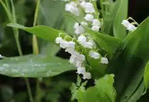 Découvrez les bienfaits du muguet sur la santé