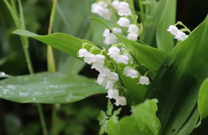 Découvrez les bienfaits du muguet sur la santé